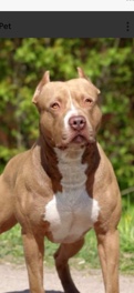 American Pit Bull Terrier – 2 boys