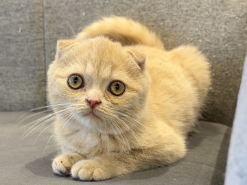 Scottish Fold – breed Scottish fold – Sharjah