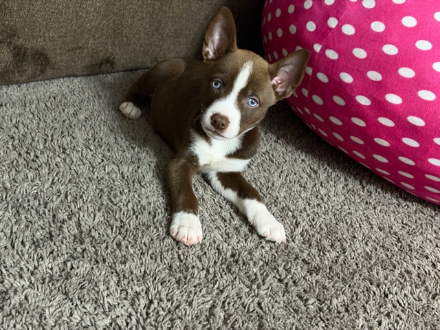 Siberian Husky – PITSKY PUPPY – Drexel Hill