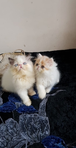 Persian (Modern) – persian cat for sale