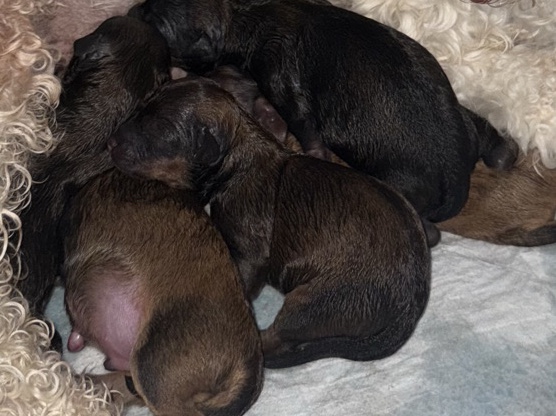 puppies are here !!!! 