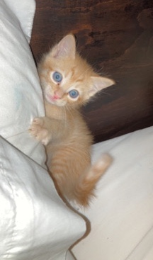 American Shorthair – orange kitten