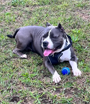 American Bulldog – Blue nose american bullie. Rehome asap