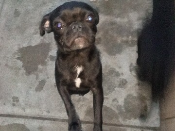 Pug – Ash small black pug – Desert Hot Springs