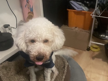 Poodle – poodle boy – Hemel Hempstead