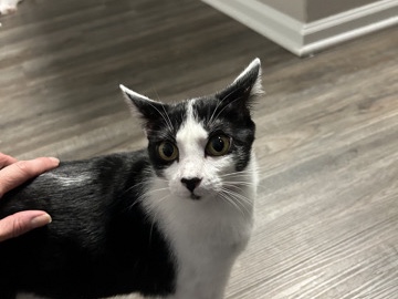 American Shorthair – Female Cat, black and white, 9 months, spayed