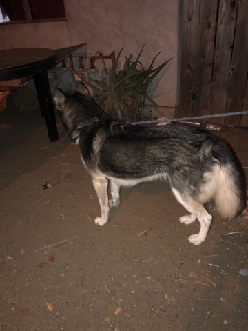 Sakhalin Husky – girl husky
