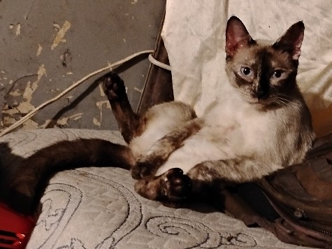 Siamese – kittens not of age yet but seeking possible homes – Houston