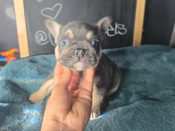 French Bulldog – French Bull Dog – Compton