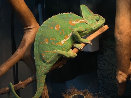 Chameleon – Female Veiled Chameleon