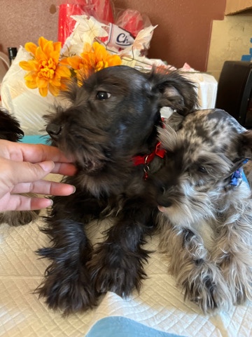 Miniature Schnauzer – schnauzer miniature puppy’s