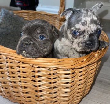 French Bulldog – french bulldog puppies