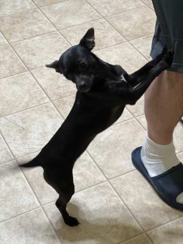 Chihuahua – Chug for sale