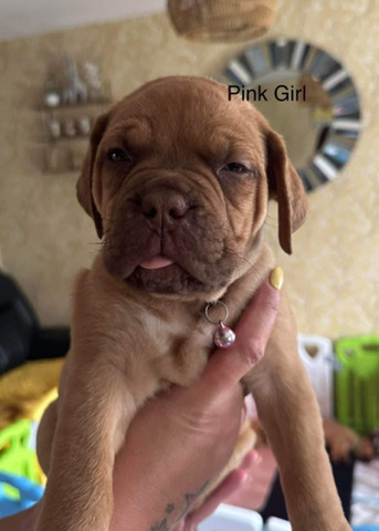 Dogue de Bordeaux – beautiful dogue de Bordeaux