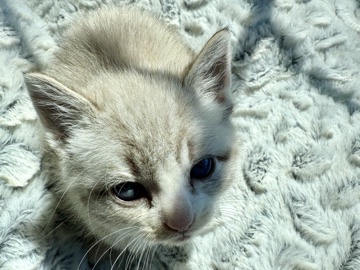 All - cute kittens available for adoption in Vancouver