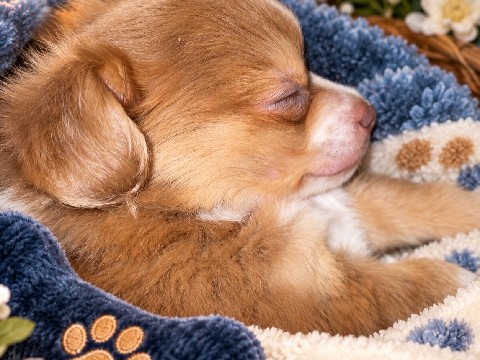 Chihuahua – Magic-Adorable Long Hair Chihuahua – Andalusia