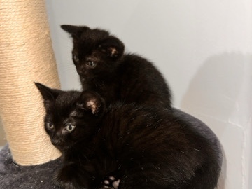 All - Adorable kittens ready to find their forever families!  available for adoption in London