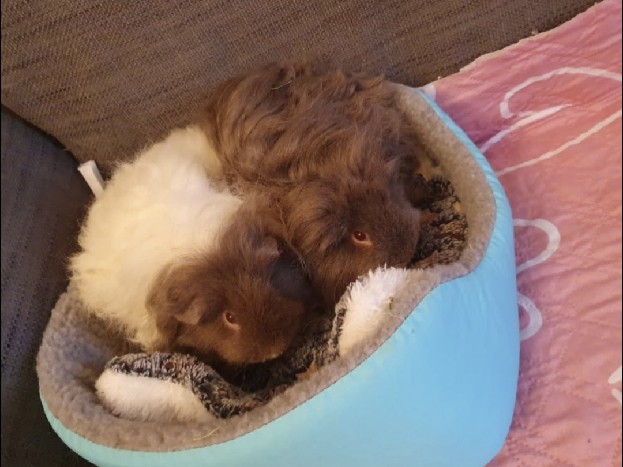 Guinea Pig – 2 Marsvin Honor – Stockholm