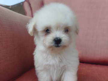 Maltipoo – Maltipoo  female – Dubai