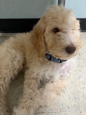 Poodle – cream standard poodle