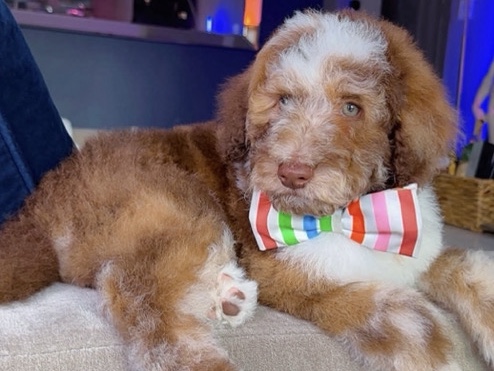 Goldendoodle – Standard Goldendoodle for Sales – Cypress