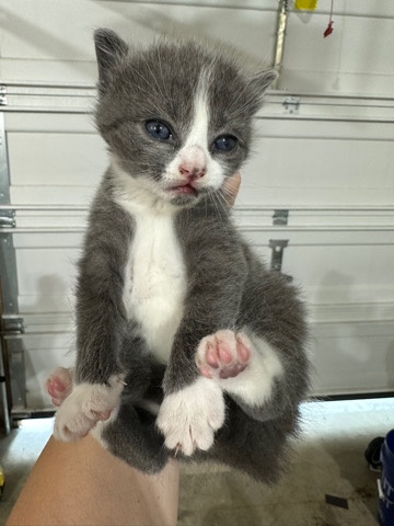 American Shorthair – Kitten to loving home