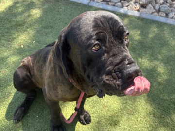 Cane Corso – Stunning 1-Year-Old Cane Corso – Queen Creek – Queen Creek