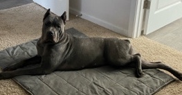 Cane Corso – needs new home
