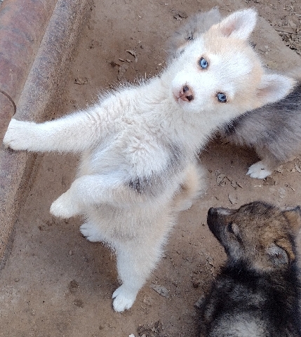 pomsky puppies