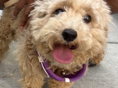Maltipoo – Olivia – Kissimmee