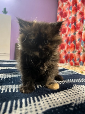 Persian (Modern) – Persian cat