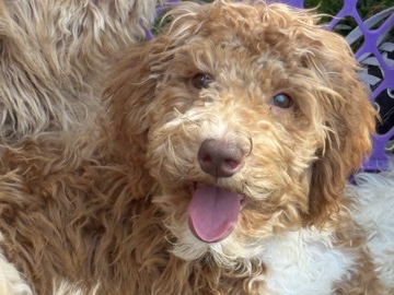 Goldendoodle – doodles available – Sacramento