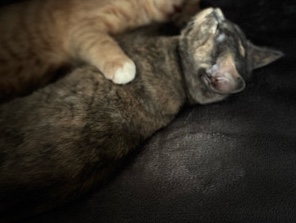 British Shorthair - britische kurze haare  available for adoption in Essen