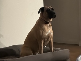 Boxer – rehome Ari – Universal City