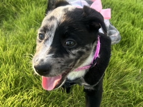 Australian Cattle Dog – 2 blue healers looking for new home – San Antonio