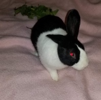 Dutch – two male rabbits need a home!