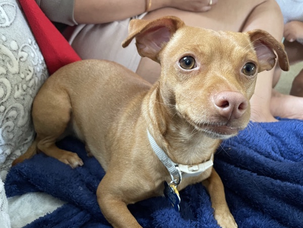 Chihuahua – dog for sale – Santa Clarita