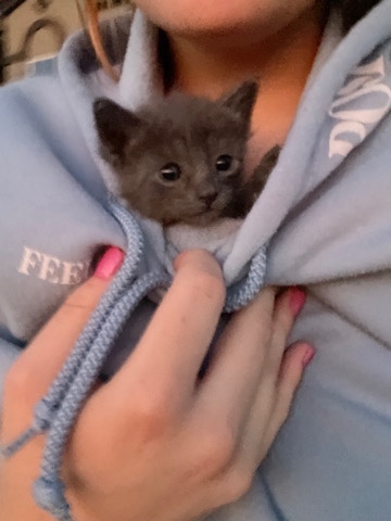 Russian Blue – Tiny kitten
