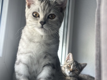 Image of British Shorthair