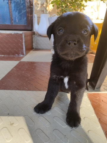 Labrador Retriever – mix labrador retiver