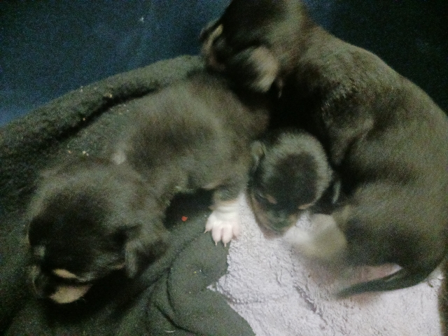 apple head chihuahuas