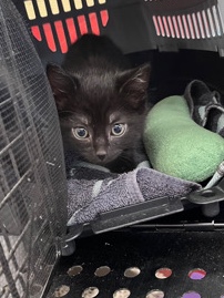 Luna for Sale