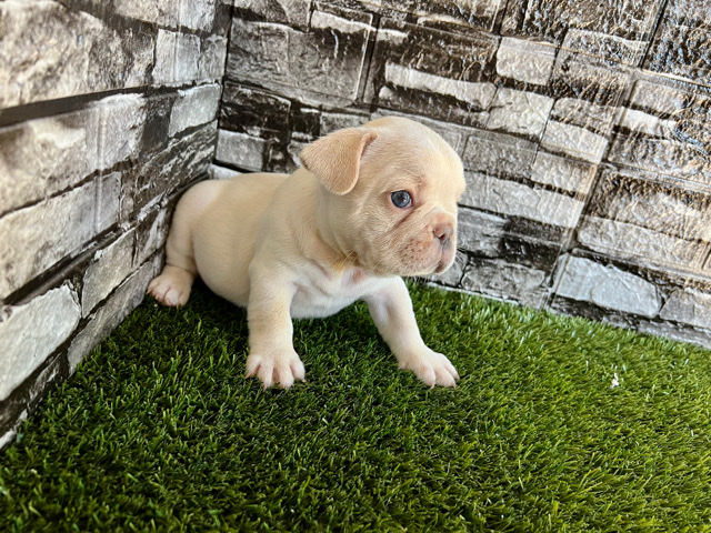 French Bulldog – Frenchie