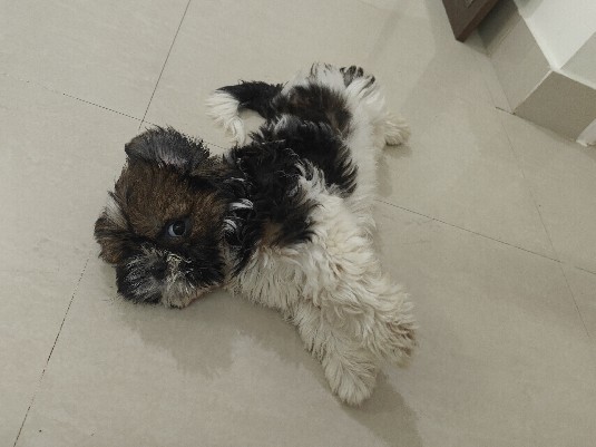 Shih Tzu – Shih-tzu Puppy Female – Bengaluru