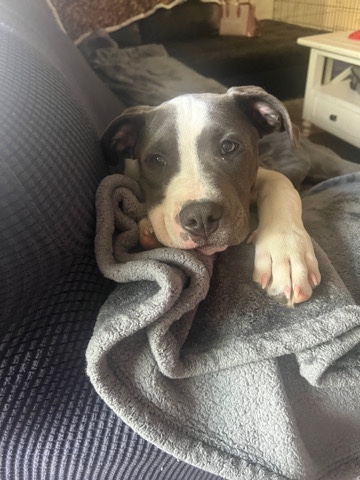 American Bulldog – Needs a new home