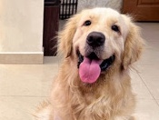 Golden Retriever - Golden retriever male original breed white  available for adoption in Mumbai