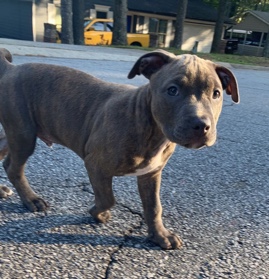 American Pit Bull Terrier – 3 month pitbull