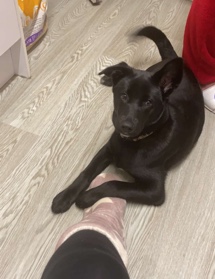 Labrador Husky – belle