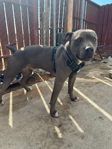 Blue Nose PitBull