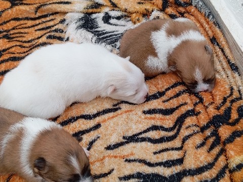 vendo filhotes de Lulu da Pomerânia (Spitz alemão)